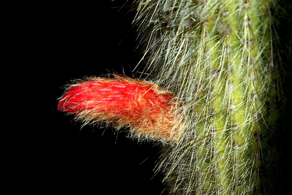 Red Columnar Cactus (flower)	