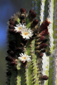 Pachycereus pringlei