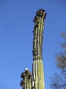 Pachycereus pringlei