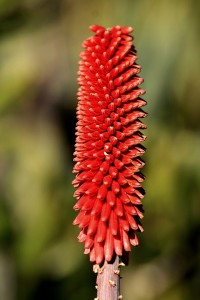 Aloe excelsa