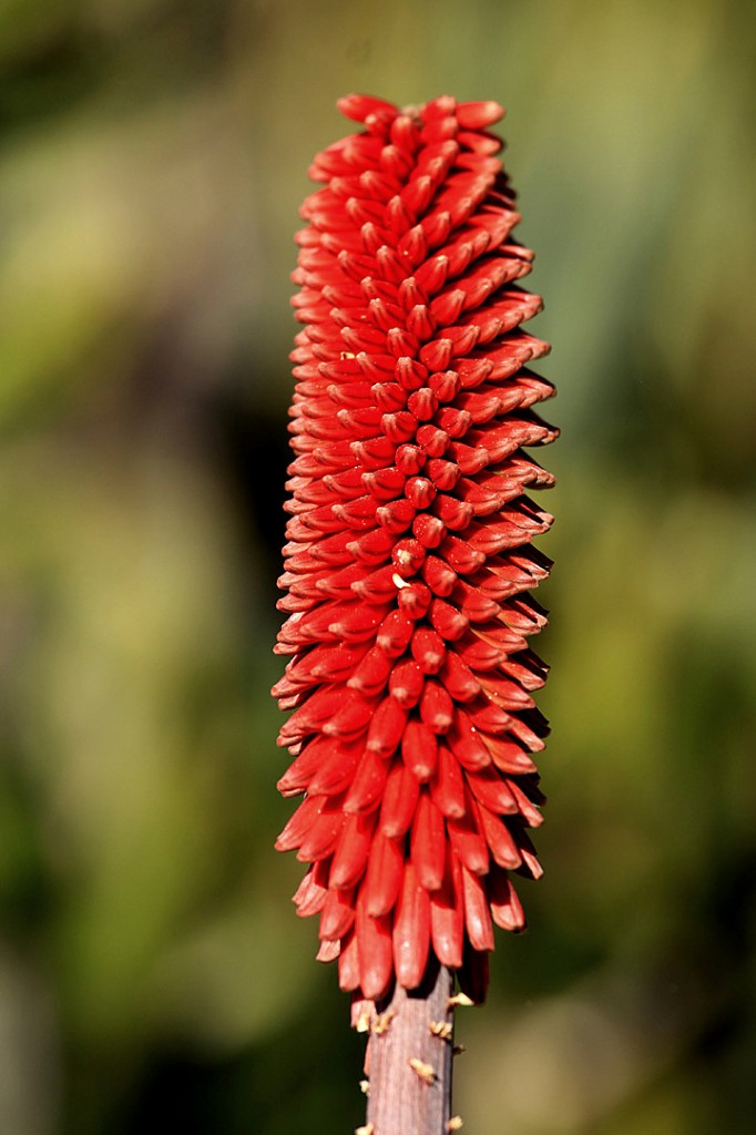 Aloe - Zimbabwe (flower)