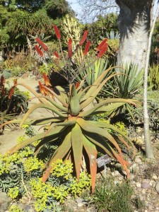 Aloe excelsa