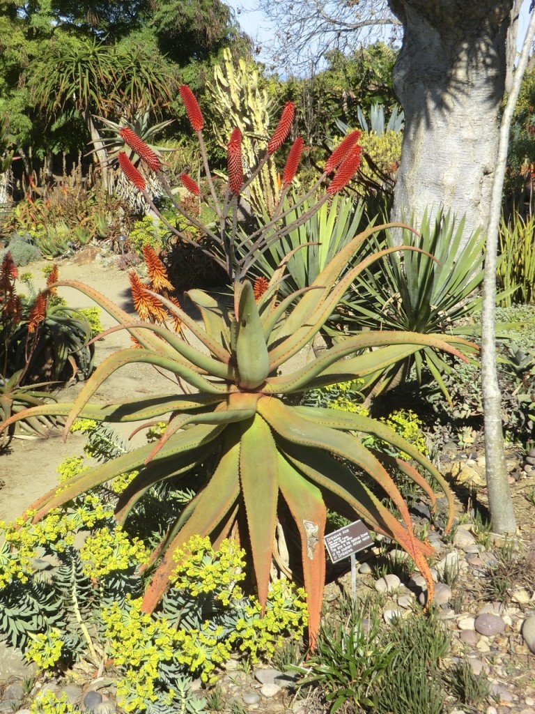 Aloe - Zimbabwe (plant)	