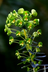 Euphorbia rigida