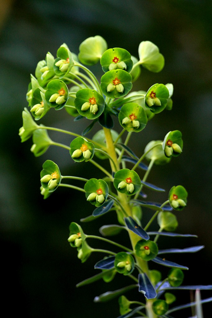 Spurge, Upright Myrtle = Gopher (flower)		