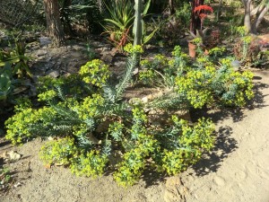 Euphorbia rigida