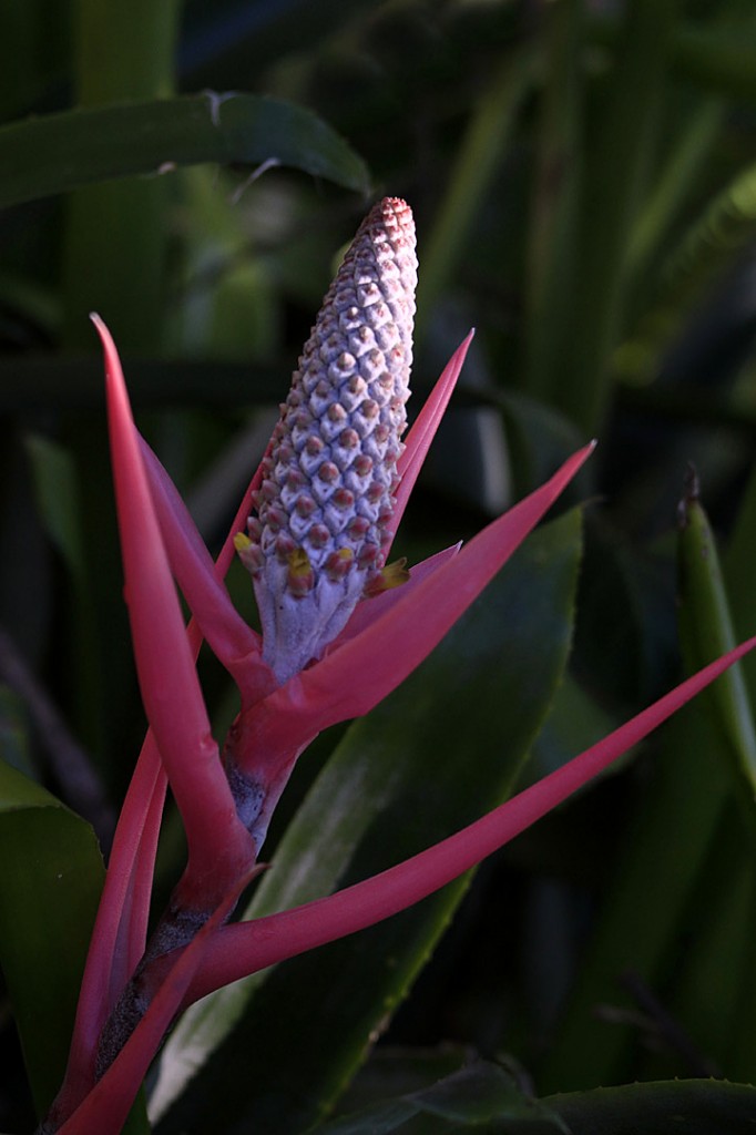 Red Bromeliad (flower)		