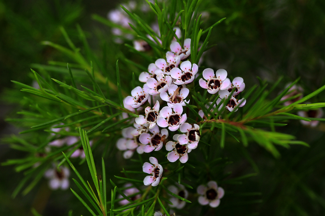 Chamelaucium 'Lady Stephanie'