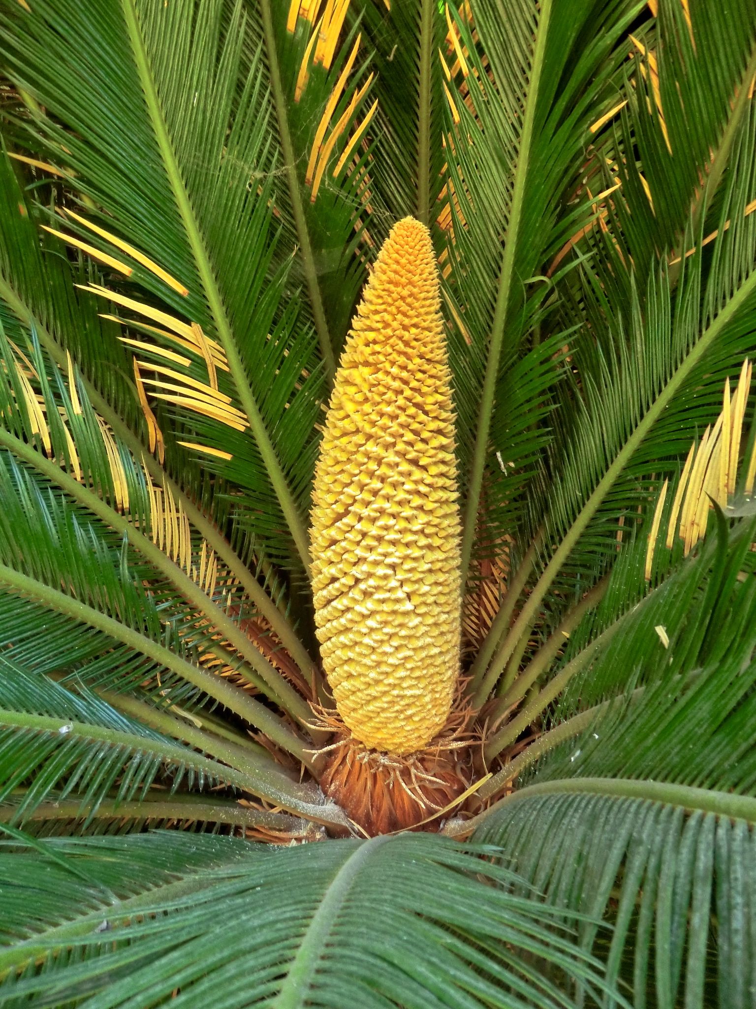 Cycas revoluta	