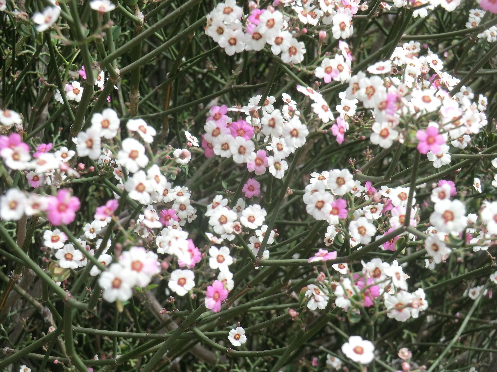 Euphorbia xanti