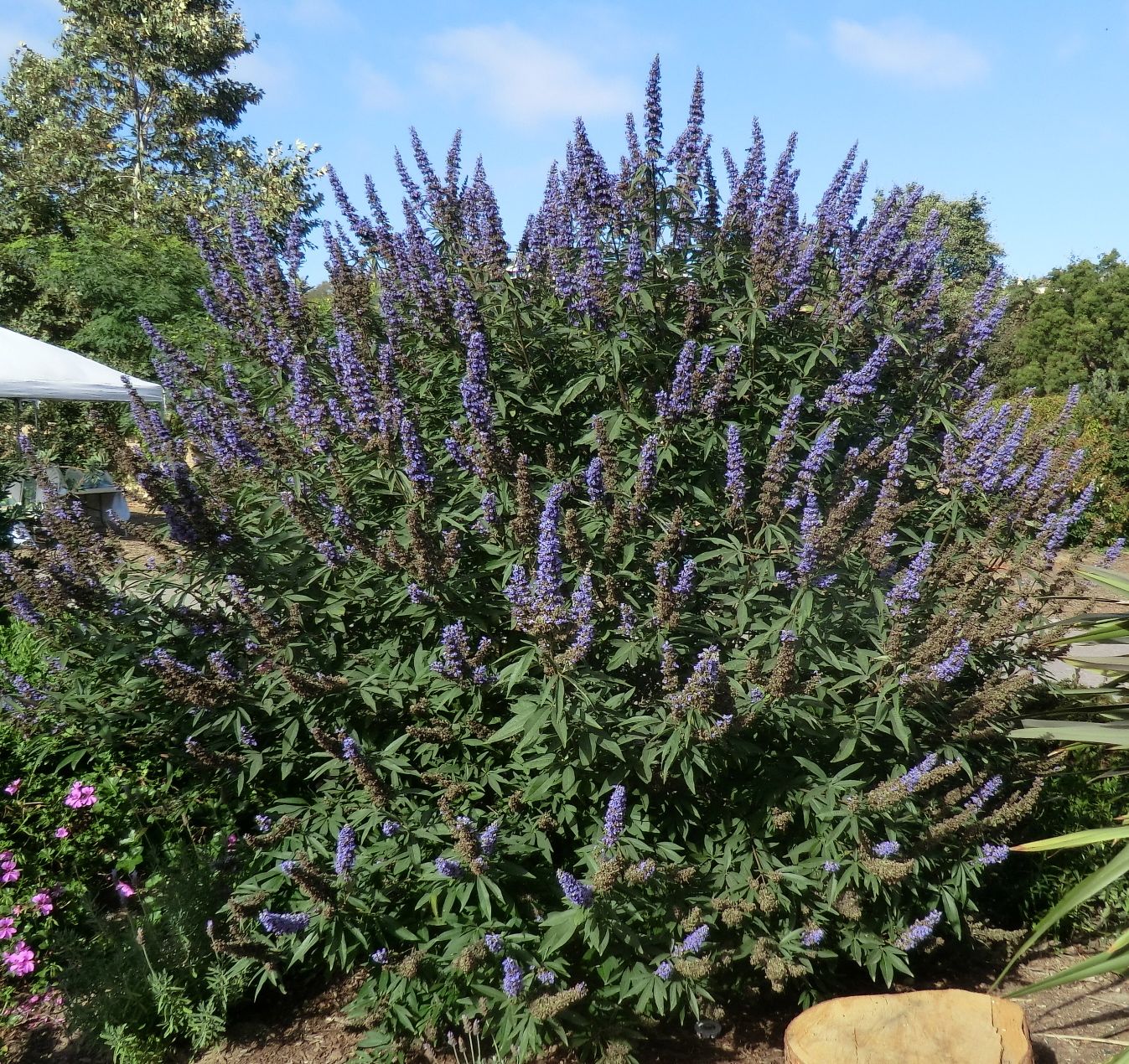 Buddleia davidii