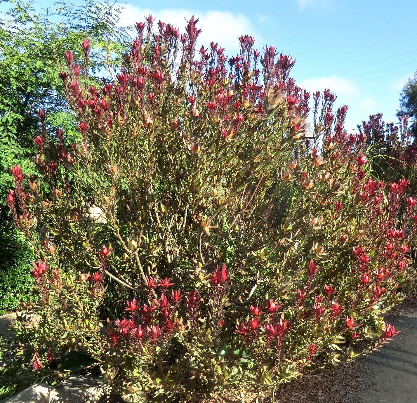 Leucadendron sp.