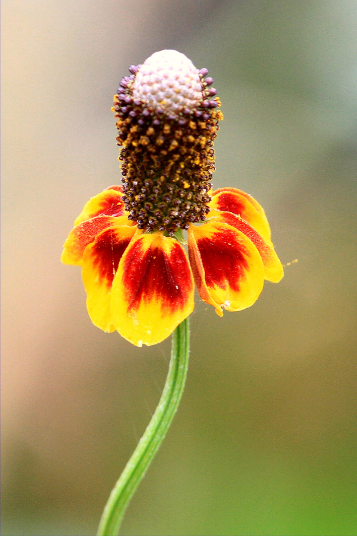 Ratibida columnifera