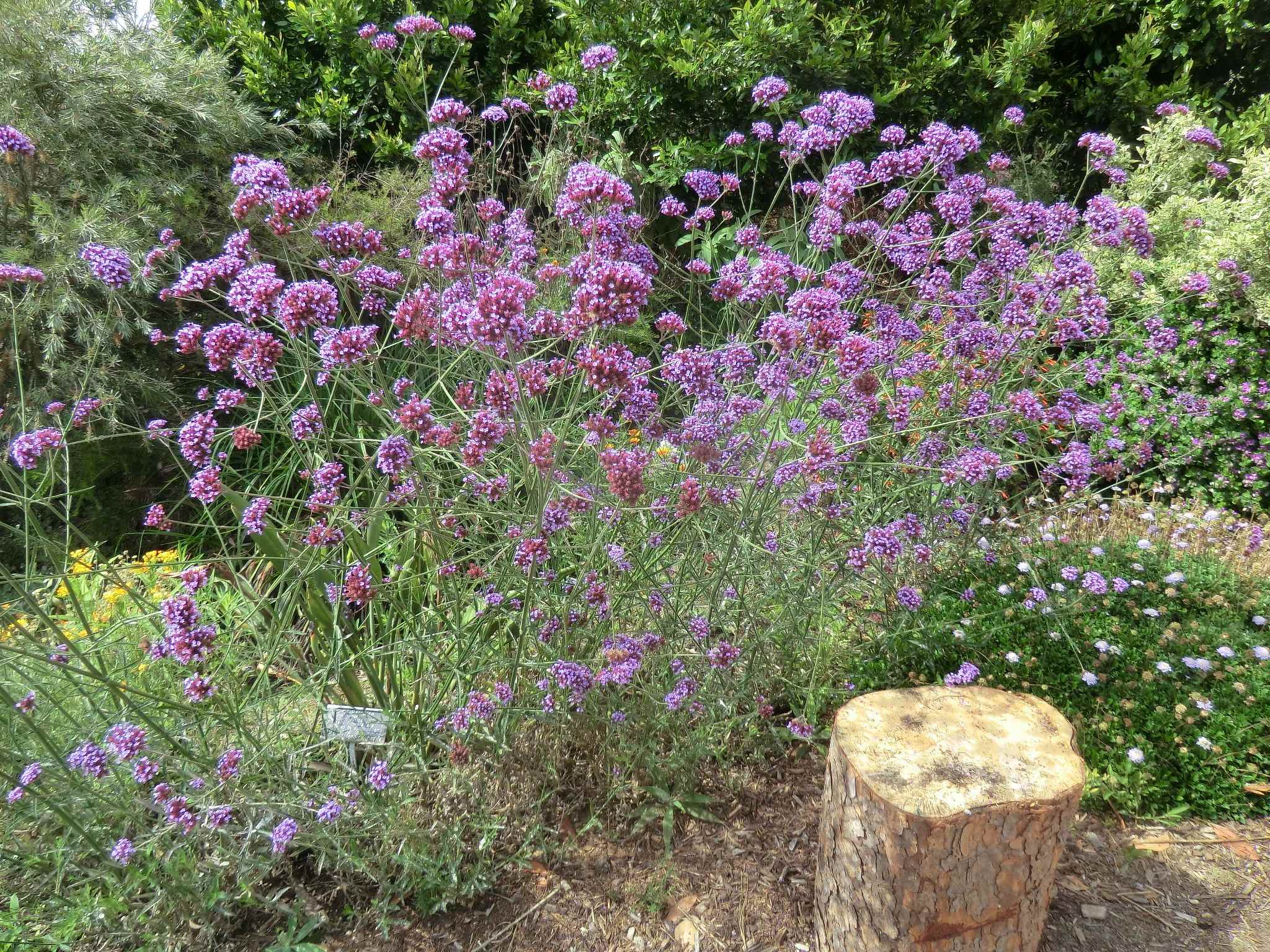 Verbena bonariensis