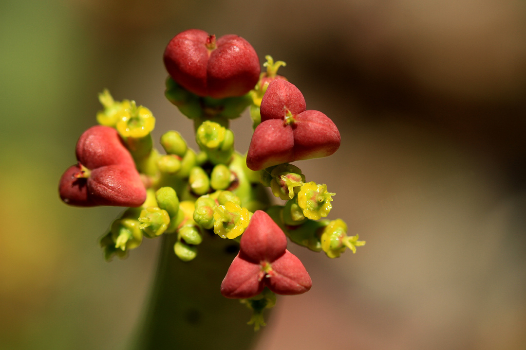 Euphorbia leucodendron