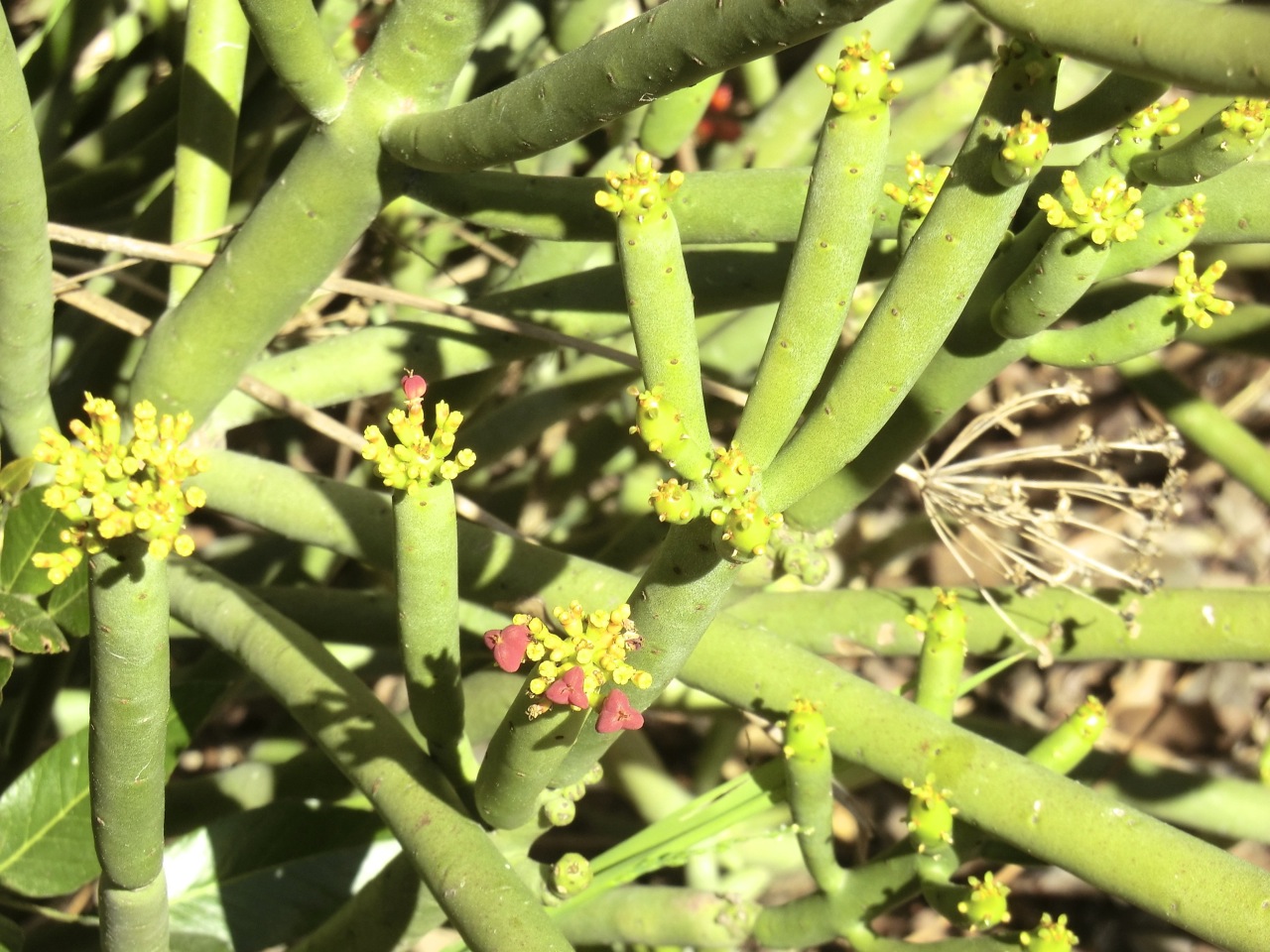 Euphorbia leucodendron