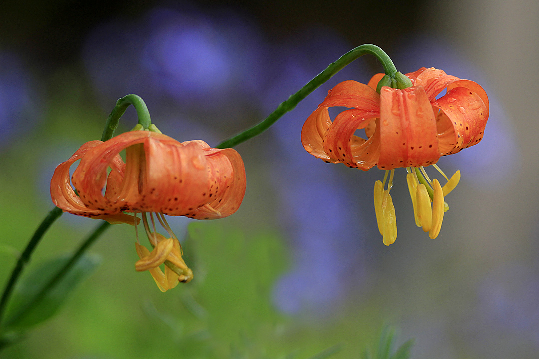 Lilium superbum