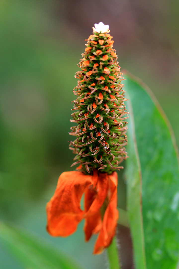 Anemopsis californica