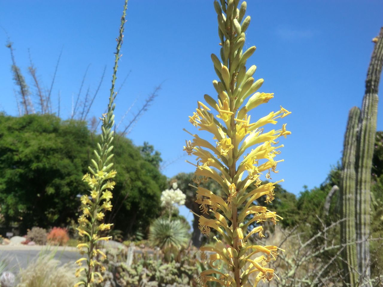 Agave schidigera ?
