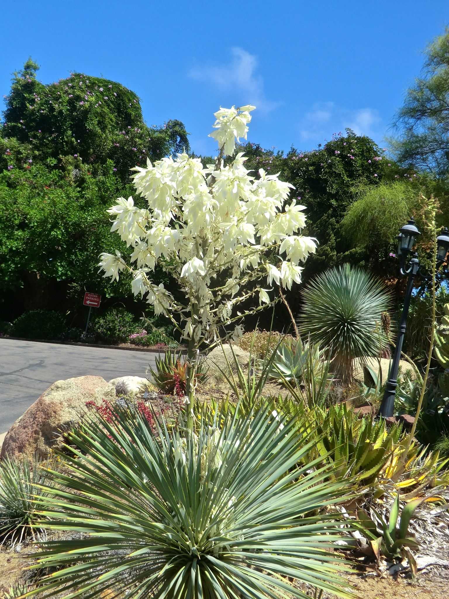 Yucca rostata