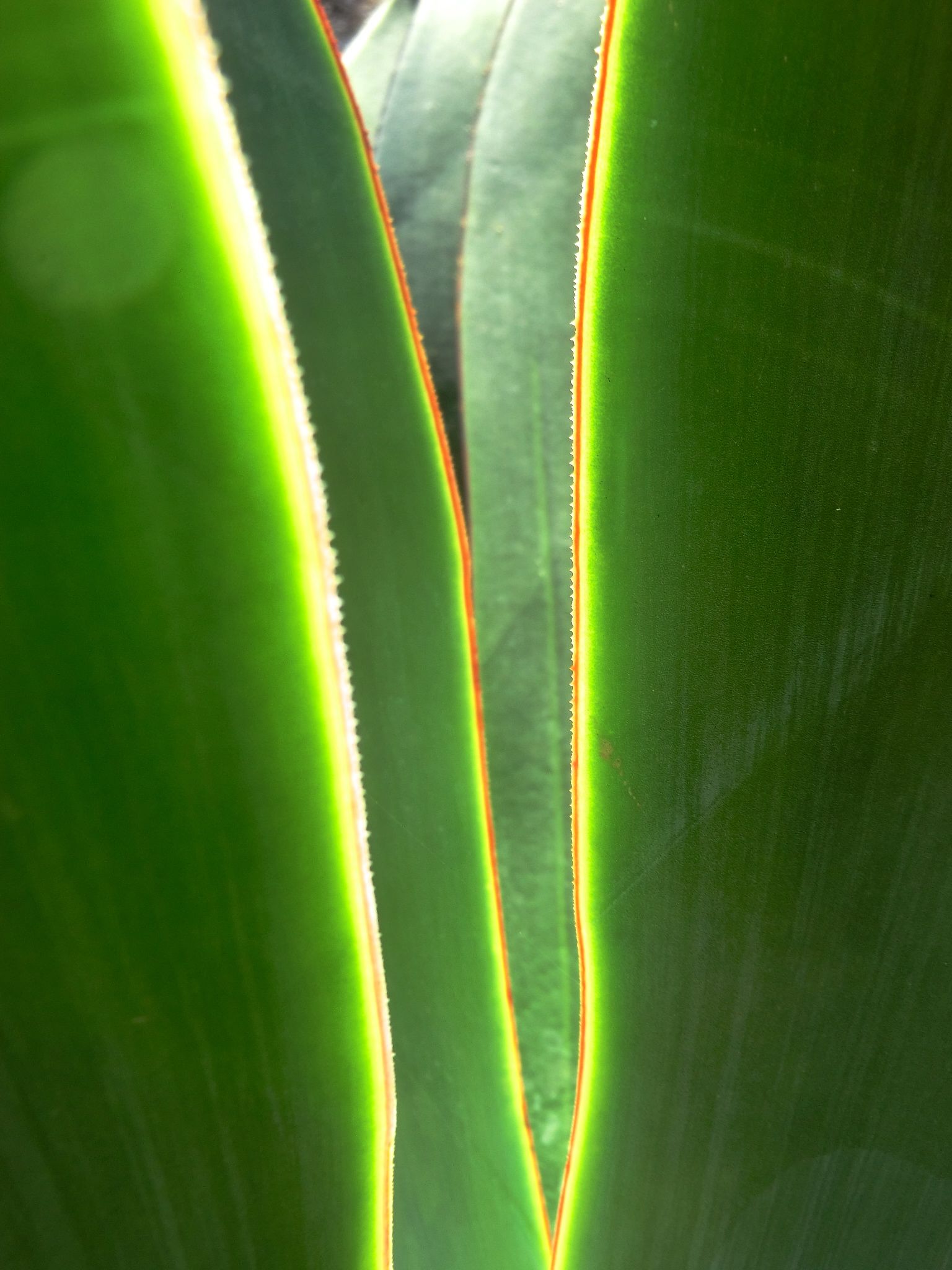 Agave 'Blue Flame'	