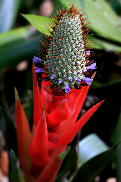 Bromeliaceae	Bromeliad (flower)