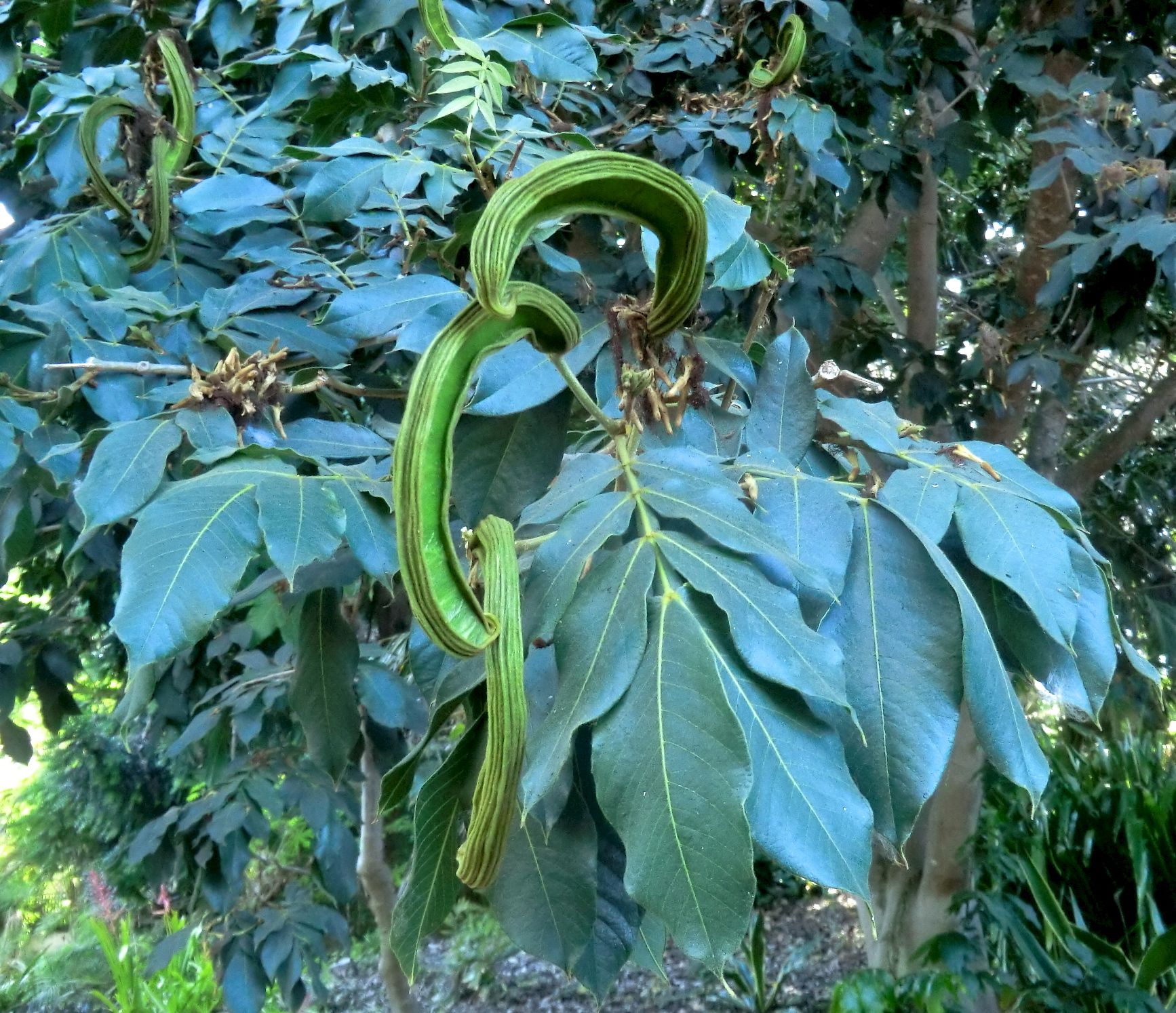 Inga edulis