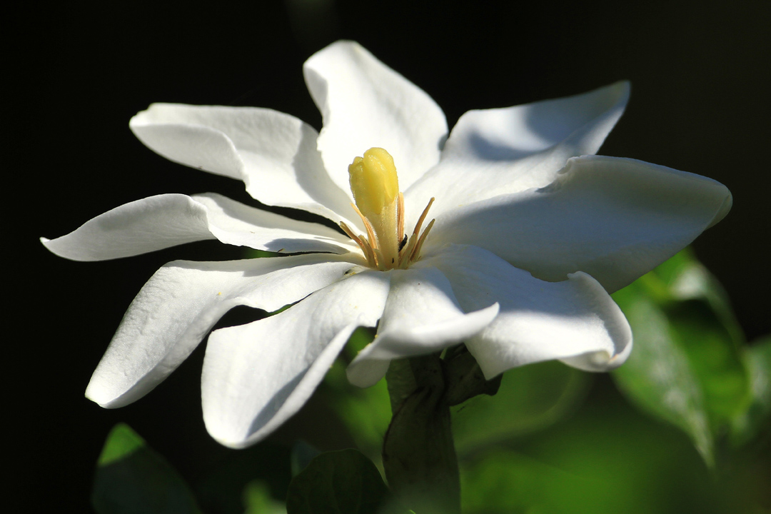 Gardenia thunbergia