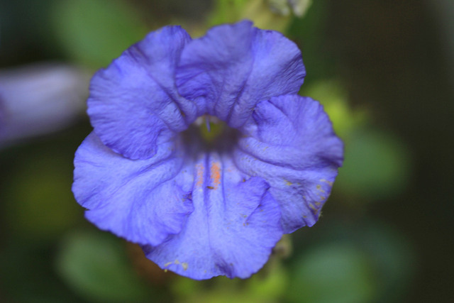 Ruellia insignis