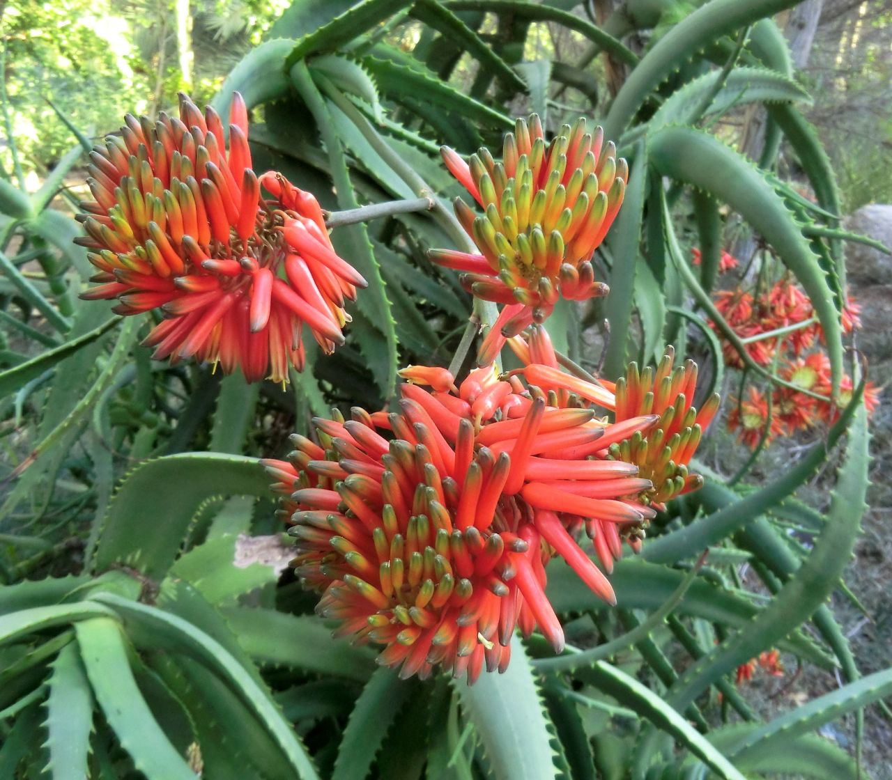 Aloe fleurentiniorum