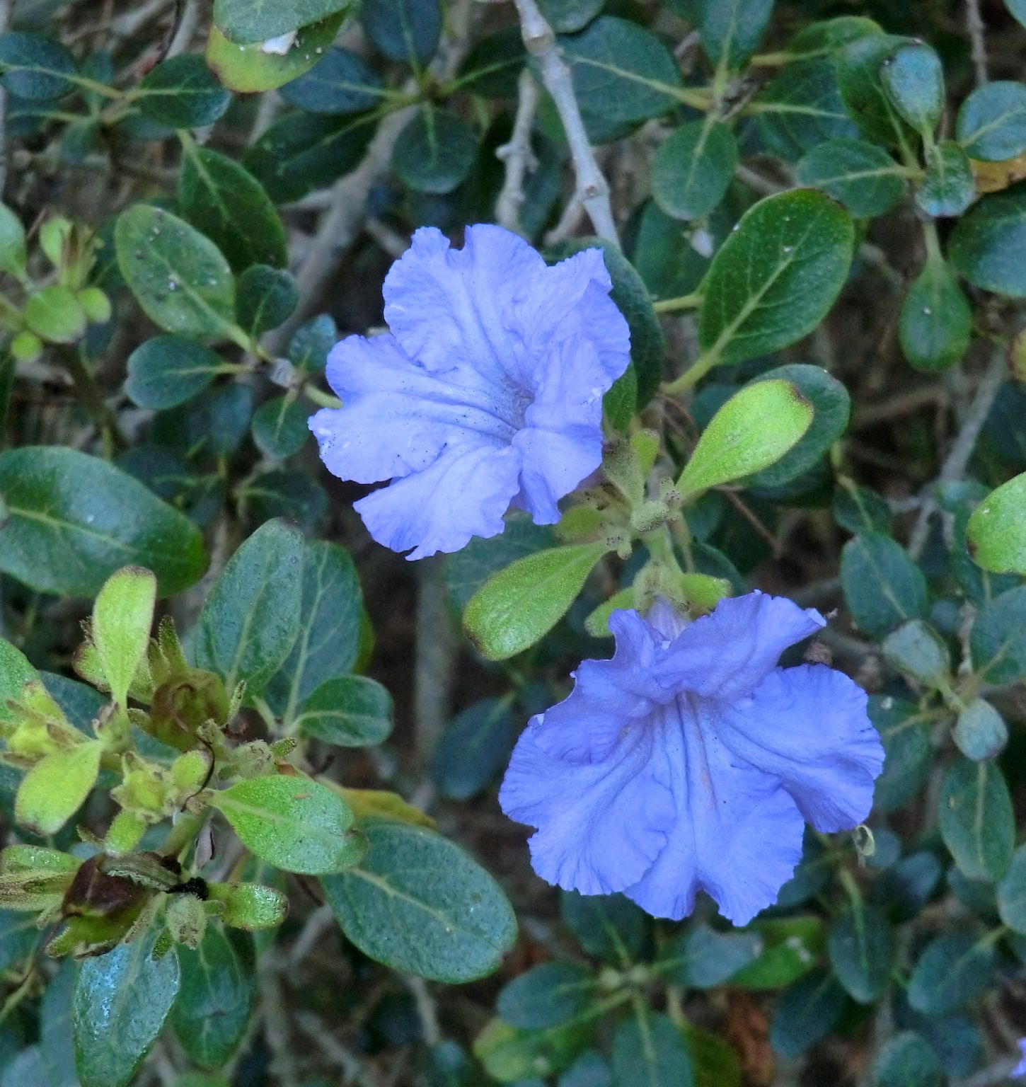 Ruellia insignis