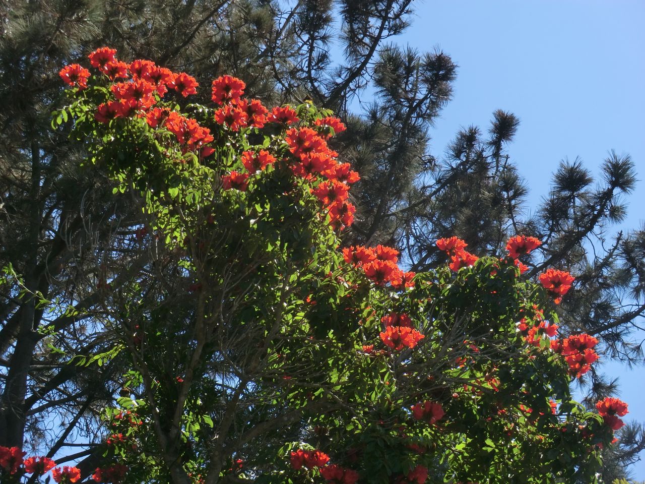 Spathodea campanulata