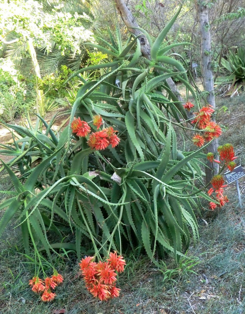 Aloe (whole plant) - Aloe fleurentiniorum