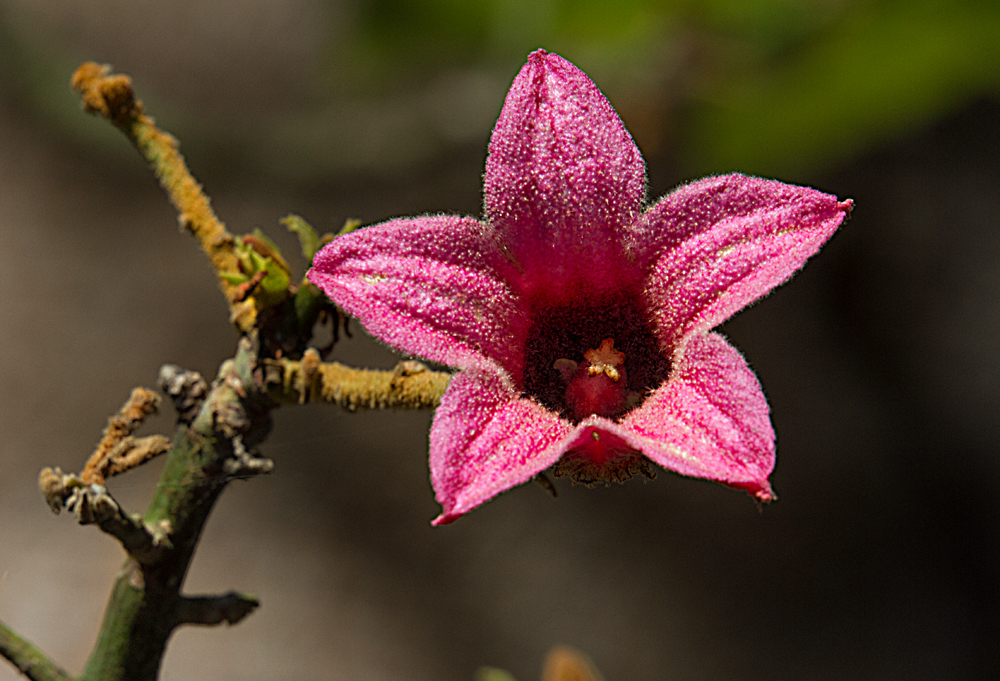 Brachychiton discolor