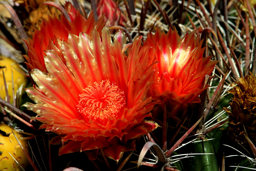 Ferocactus sp.	