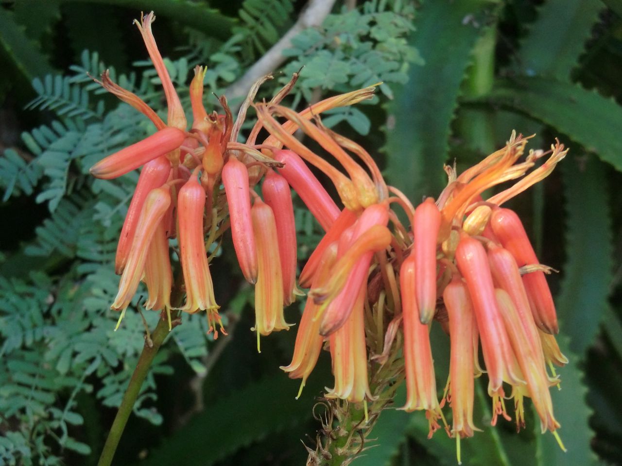 Aloe (flower) - Aloe ngobitensis = nyeriensis