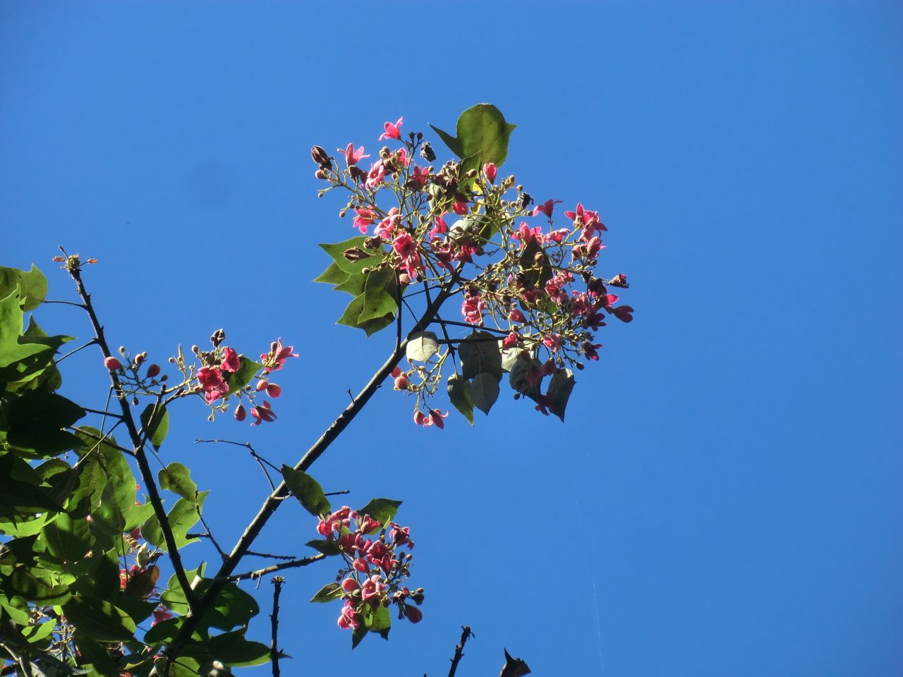 Brachychiton discolor