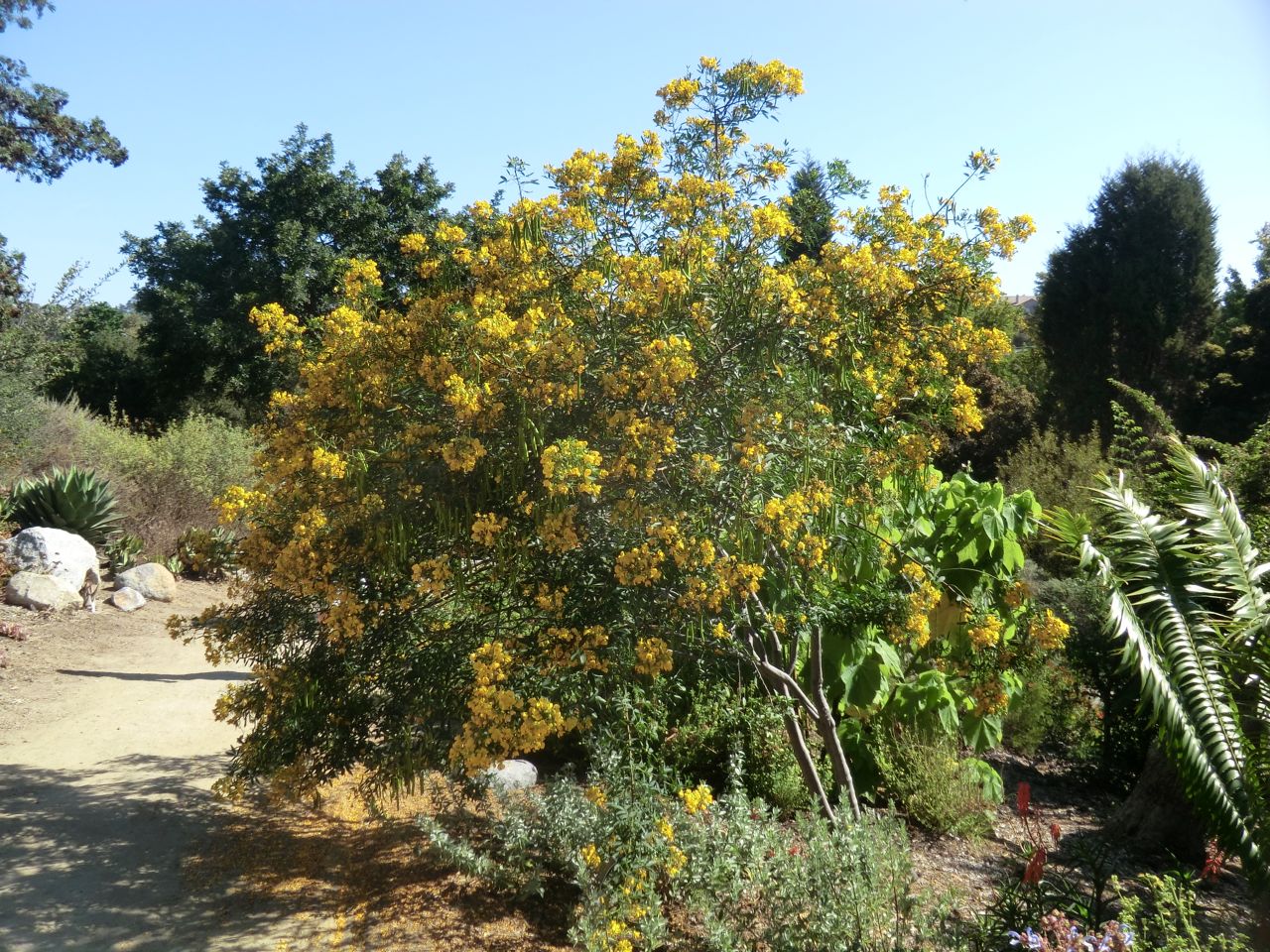 Parkinsonia 'Desert Museum'	