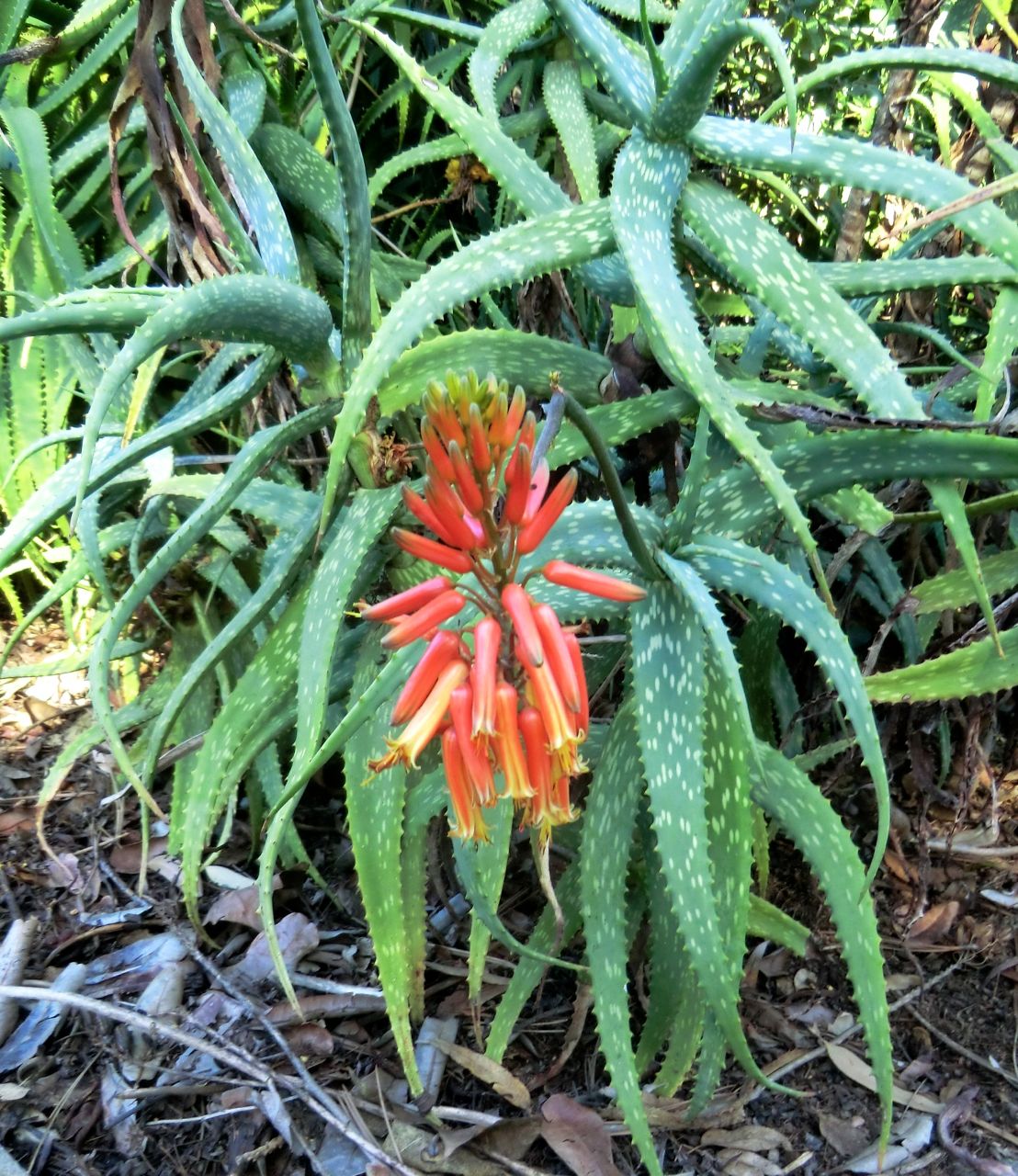 Aloe ngobitensis = nyeriensis