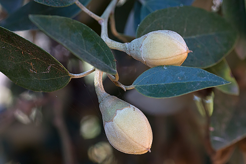 Lagunaria patersonii