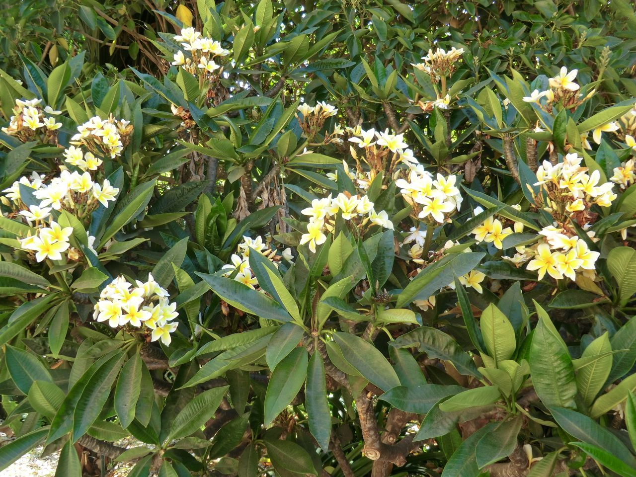 Plumeria rubra acutifolia	