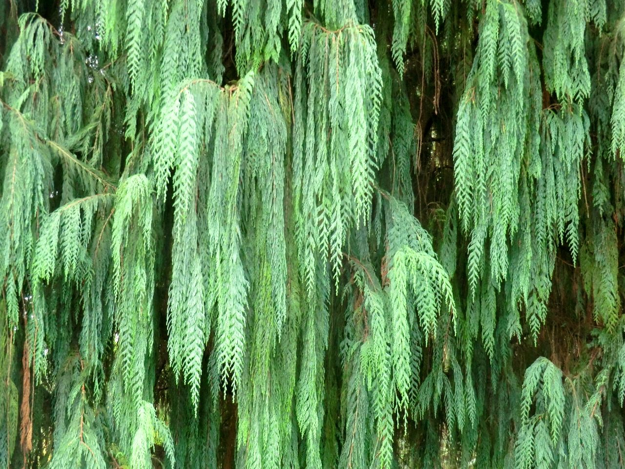 Cupressus cashmeriana	