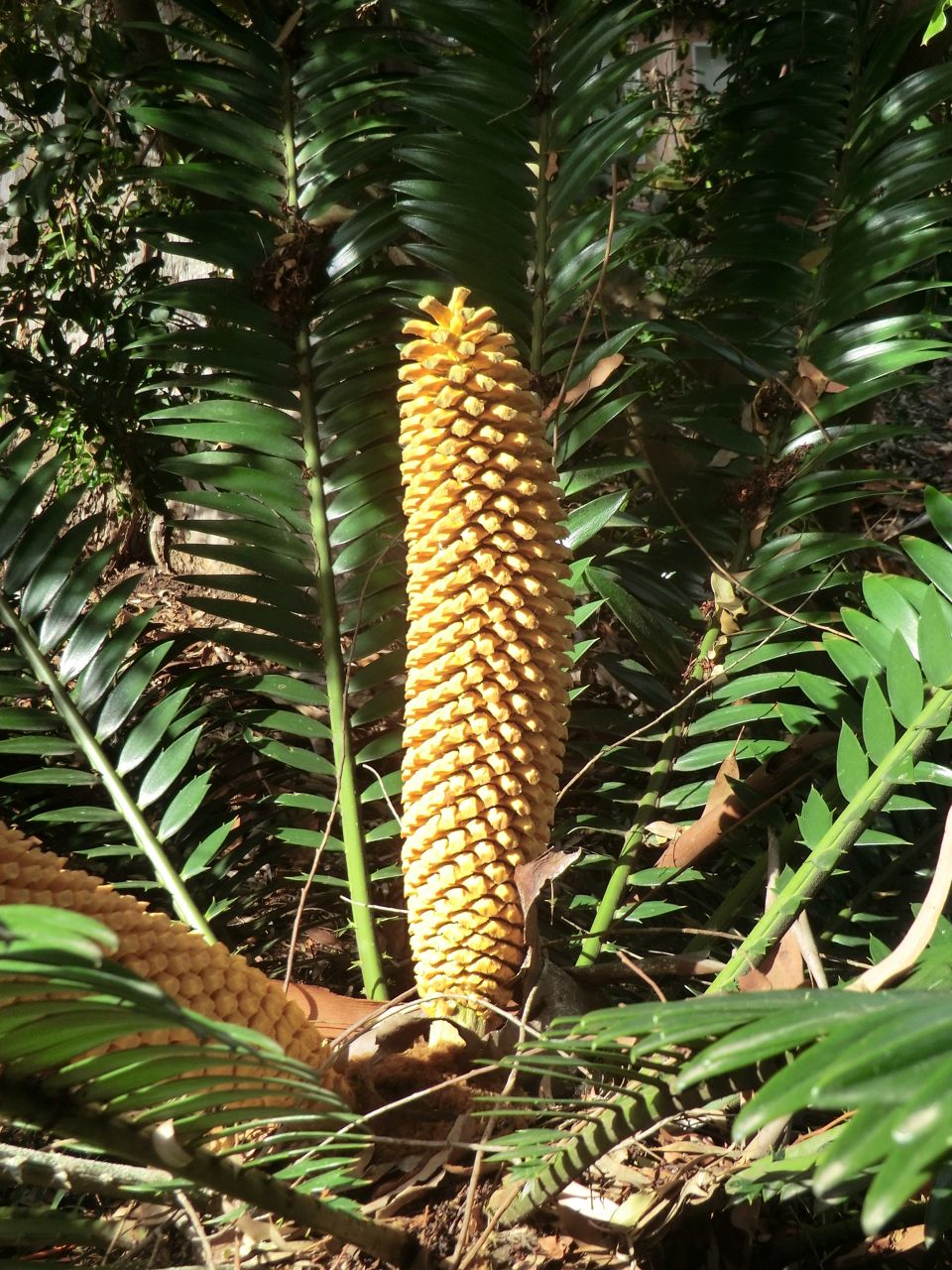 Encephalartos natalensis