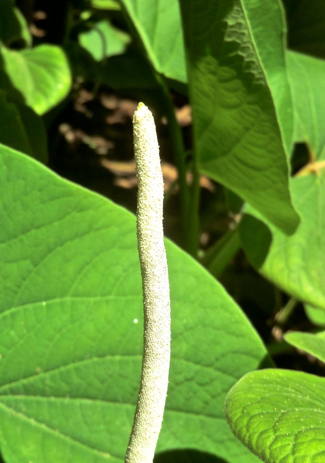 Piper auritum