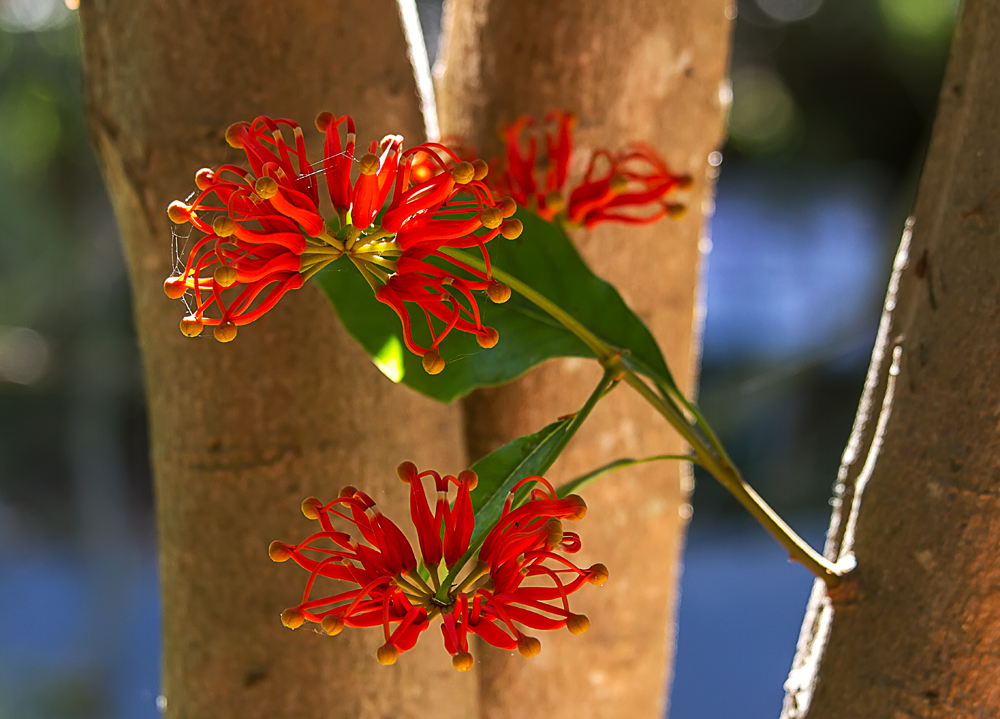 Stenocarpus sinuatus