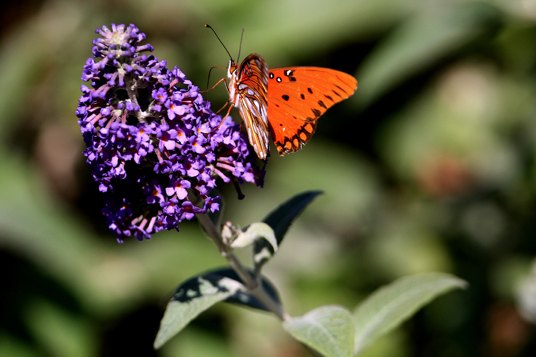 Buddleja davidii