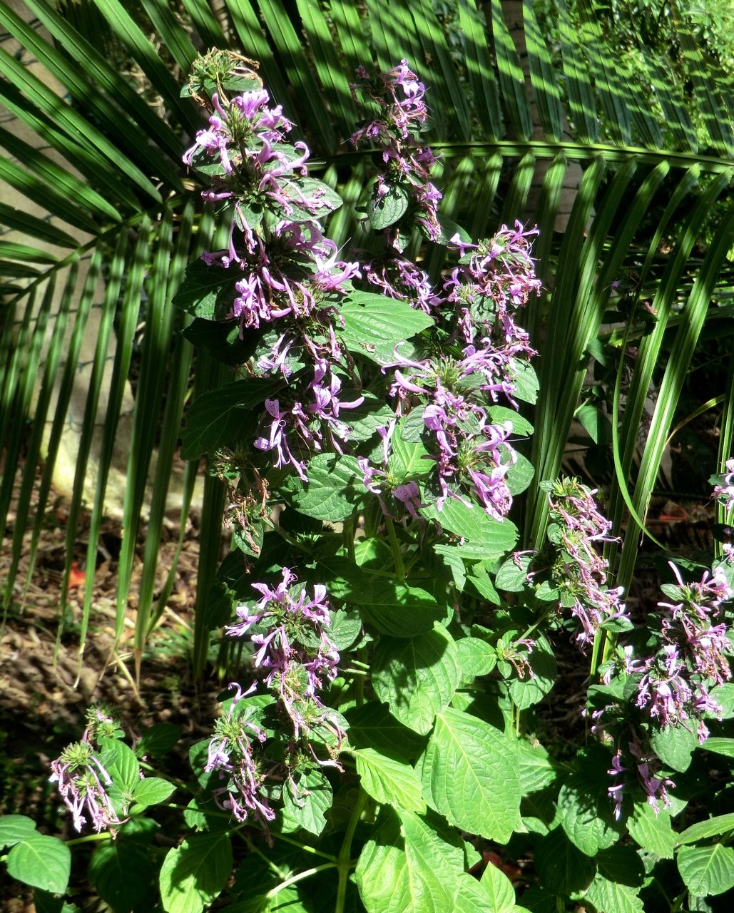 Hypoestes aristata