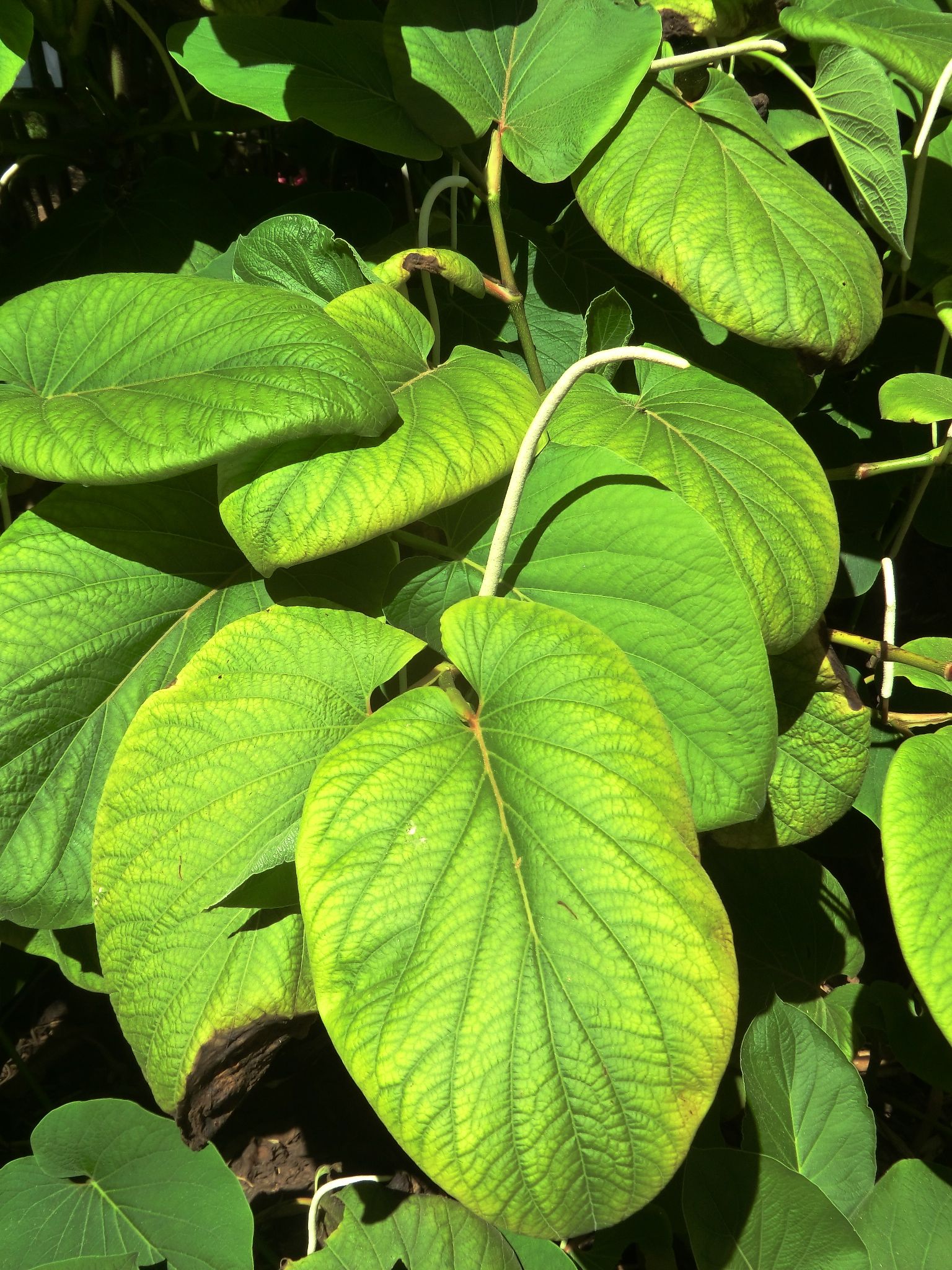 Piper auritum