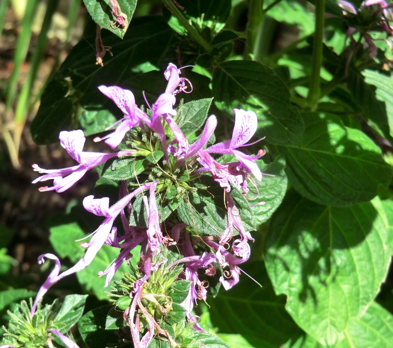 Ribbon Bush (flower) - Hypoestes aristata