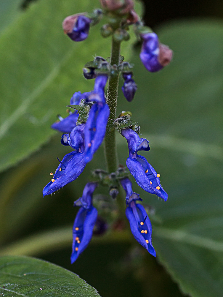 Plectranthus barbatus